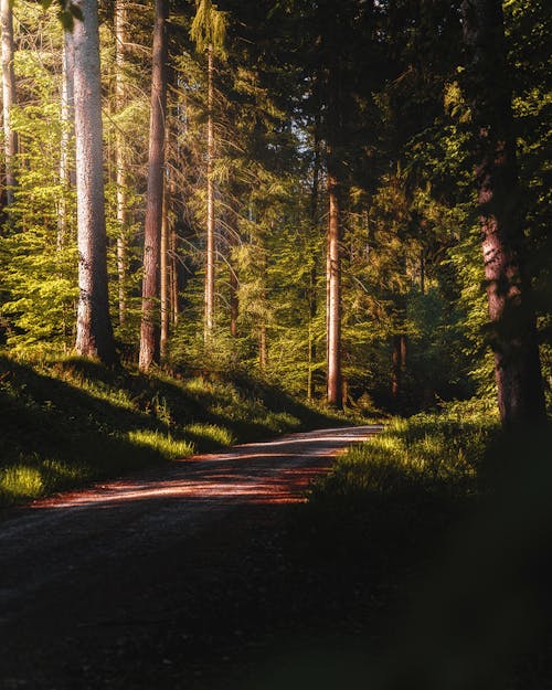 Бесплатное стоковое фото с вертикальный выстрел, живописный, лес