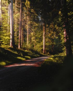 A peaceful forest path curving through tall trees with soft sunlight filtering through the leaves.