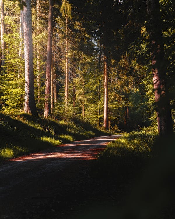 Country Road in the Forest