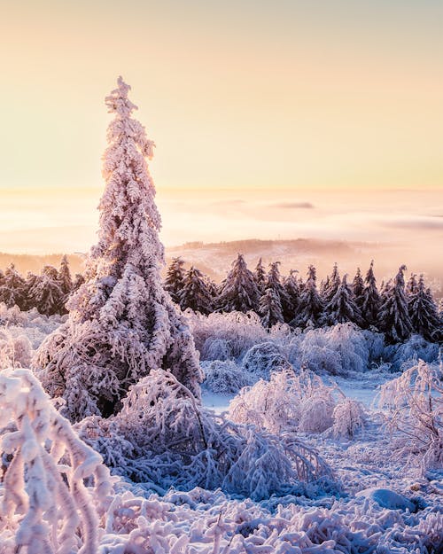 Coniferous Trees Covered with Snow 