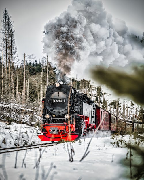 Gratis stockfoto met bomen, Bos, locomotief