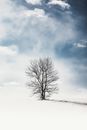 冬日，天空多云，一棵孤树静静立在雪地上