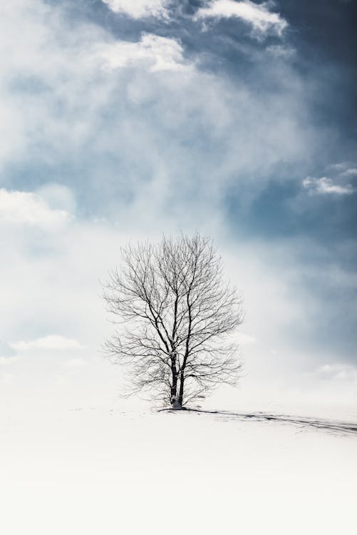 Bare Tree on Snow