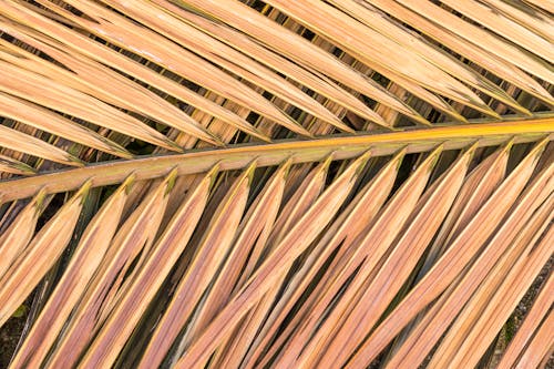 Dry Palm Branch