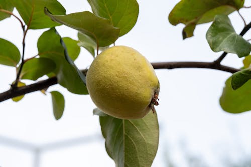 Ilmainen kuvapankkikuva tunnisteilla apple, hedelmäpuu, hedelmätarha