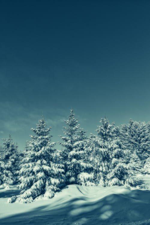 Gratis Pepohonan Hijau Yang Ditutupi Salju Foto Stok
