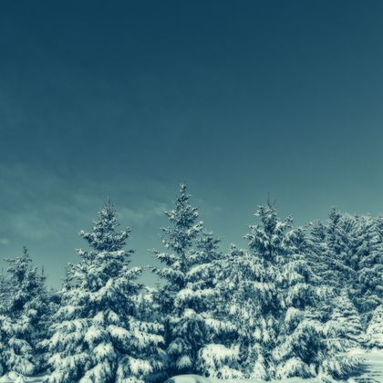 winter wallpaper