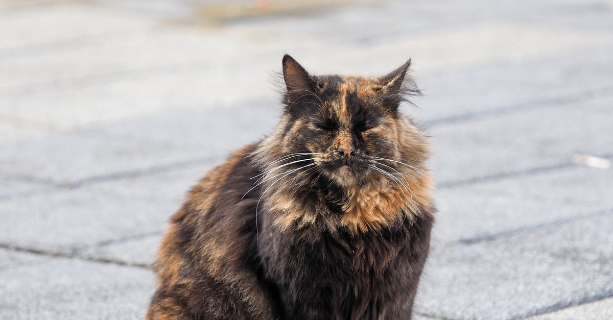 Fluffy Tortoiseshell Cat Sitting on Pavement · Free Stock Photo