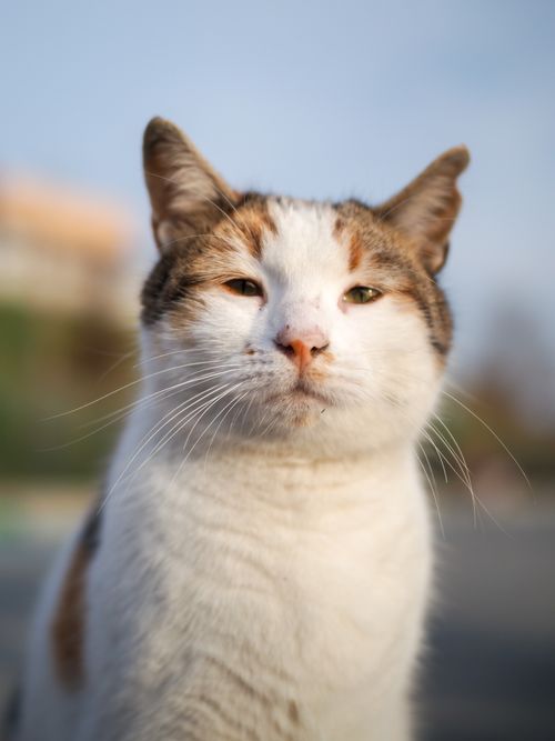 Free A close-up shot of a relaxed feral cat sitting outdoors, highlighting its calm expression. Stock Photo