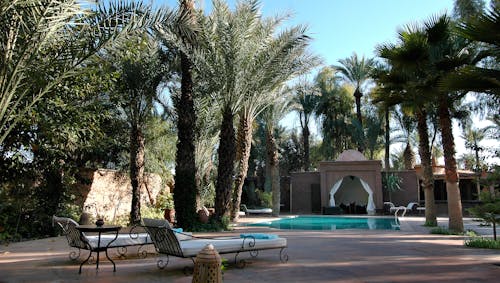 Palms in a Tropical Resort