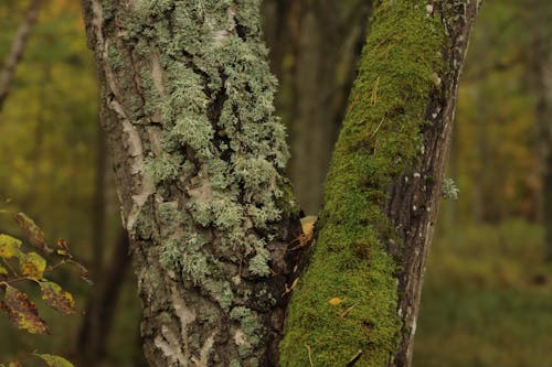 Gratis stockfoto met atmosfera de outono, blad, blaffen