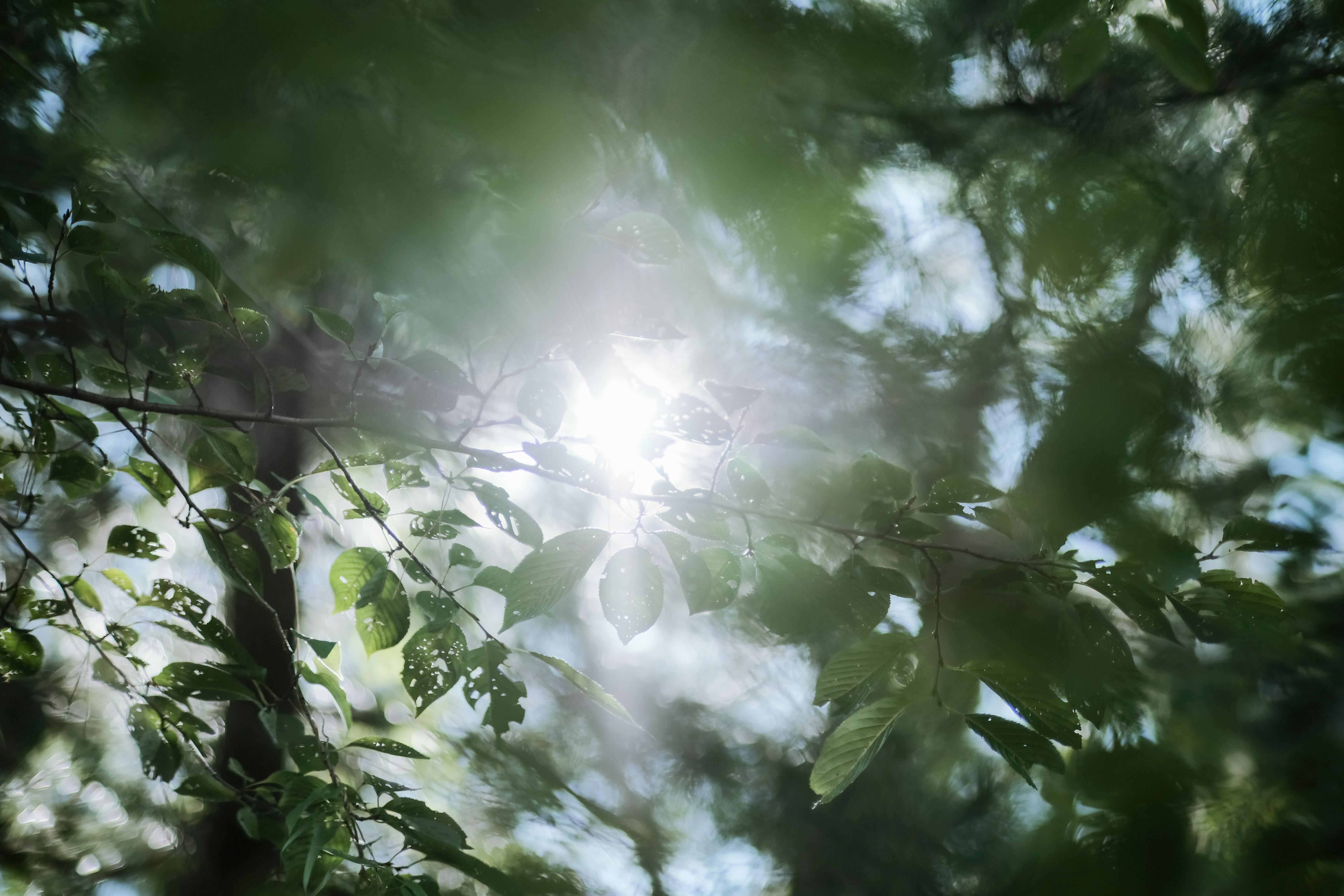 Sunlight beams through vibrant green leaves, creating a beautiful summer scene.