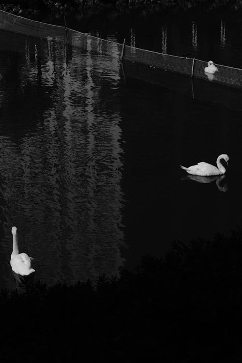 Swans Swimming in a Lake