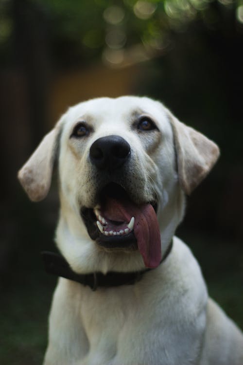 Základová fotografie zdarma na téma bezstarostný, bílý pes, na výšku