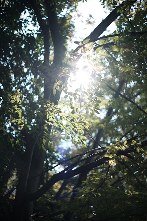 Δωρεάν στοκ φωτογραφιών με γυαλισμένος, δέντρο, ηλιακό φως