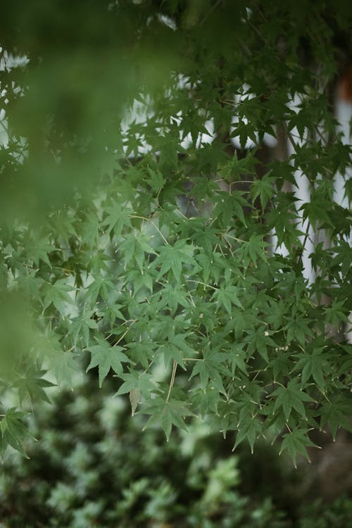 Ilmainen kuvapankkikuva tunnisteilla kasvikunta, lehdet, metsä