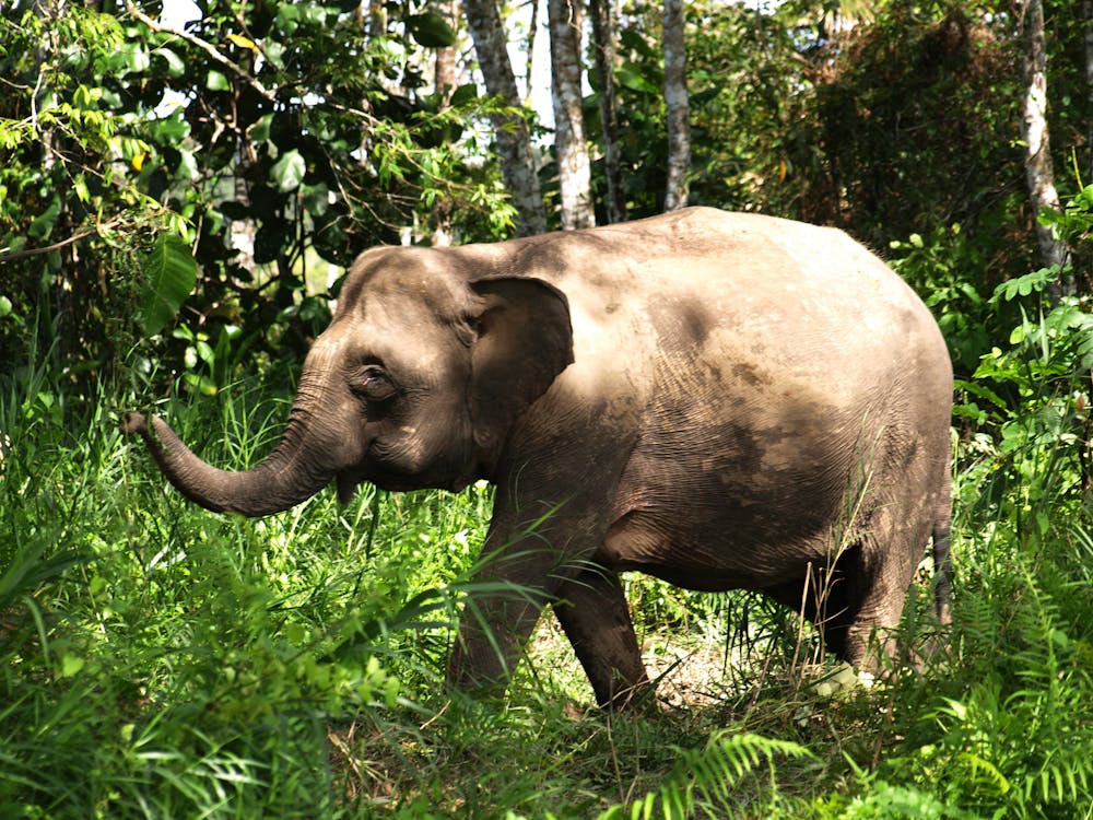 Foto stok gratis gajah
