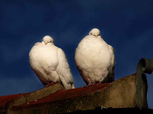 비둘기의 무료 스톡 사진