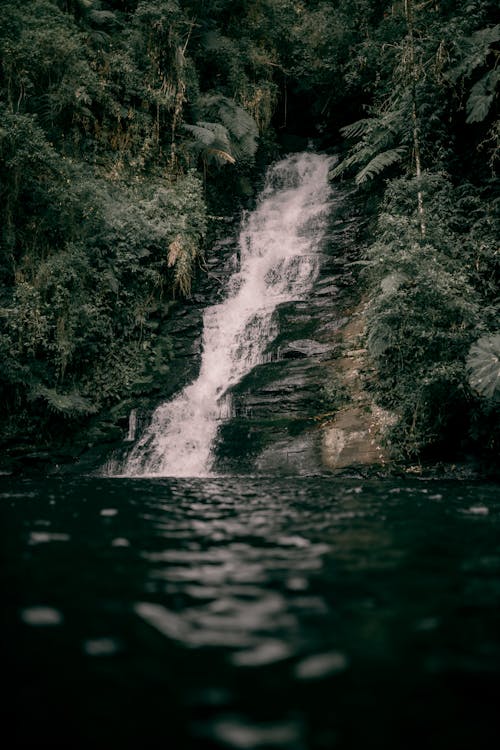 Waterfall in a Forest