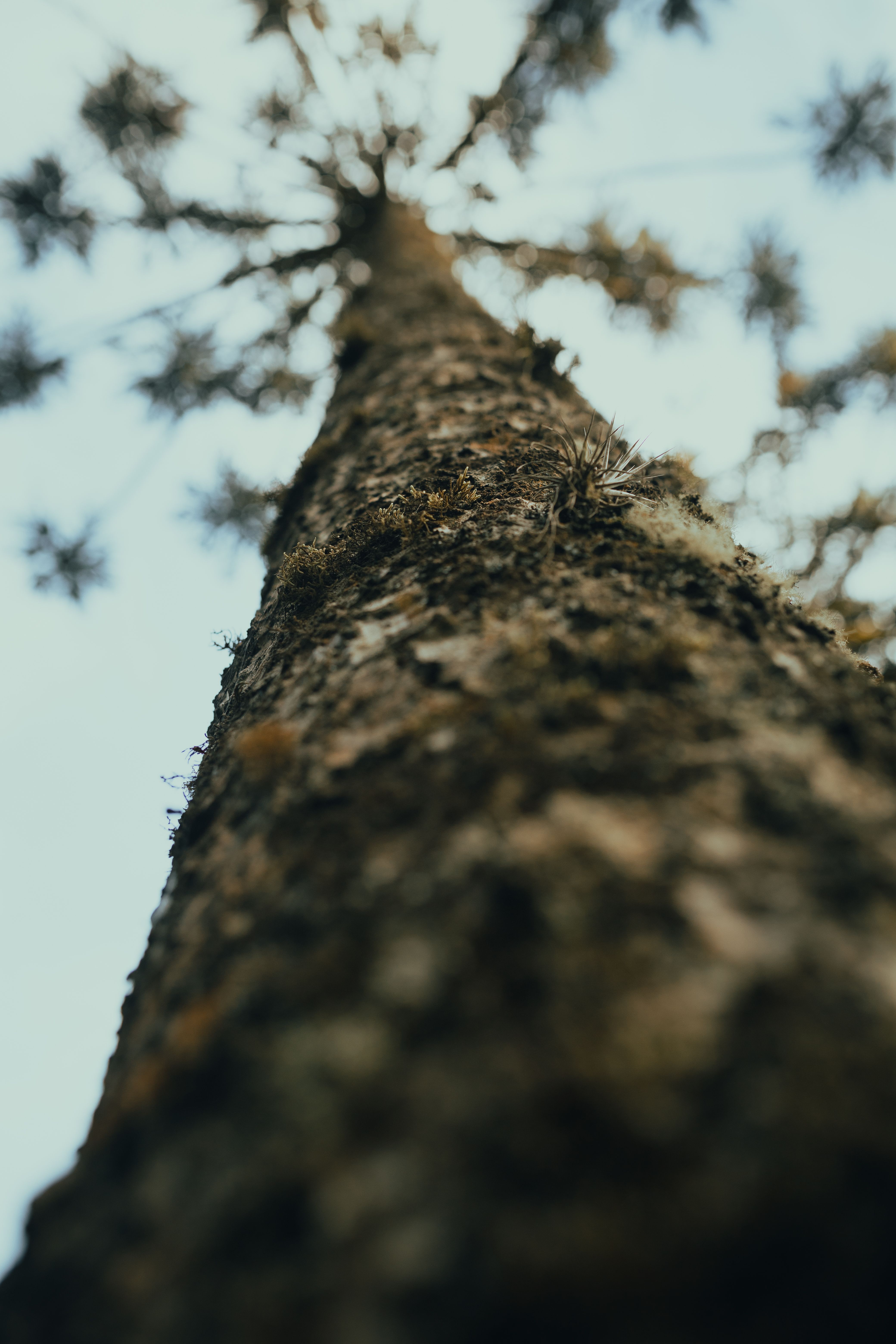 Close up of a Tree · Free Stock Photo