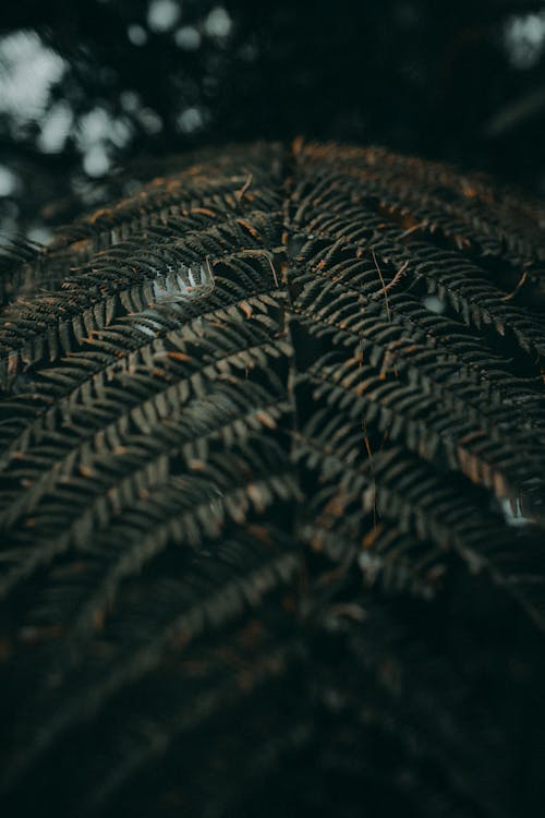 Close-up of a Fern Leaf