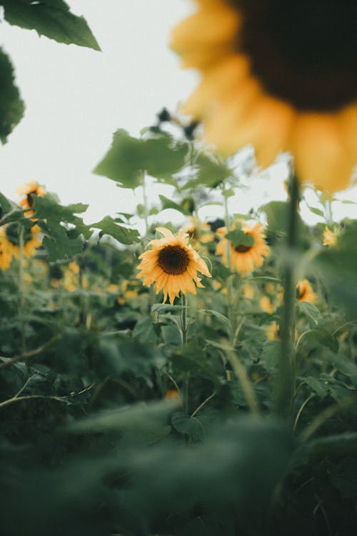 Imagine de stoc gratuită din agricultură, câmp, floarea-soarelui