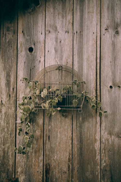 Birdcage on a Flower Pot with Ivy Hanging on Wooden Wall