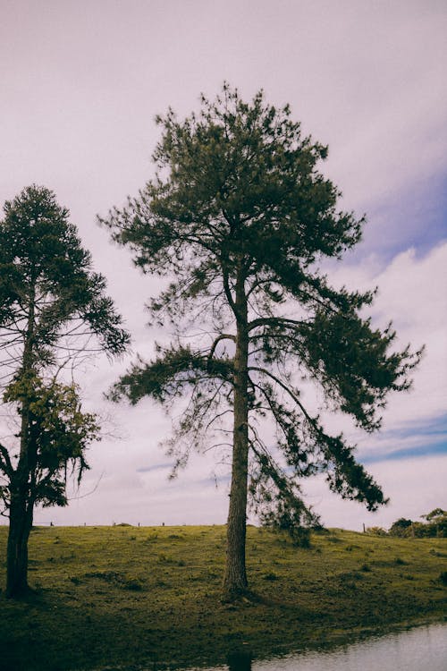 垂直ショット, 常緑樹, 木の無料の写真素材