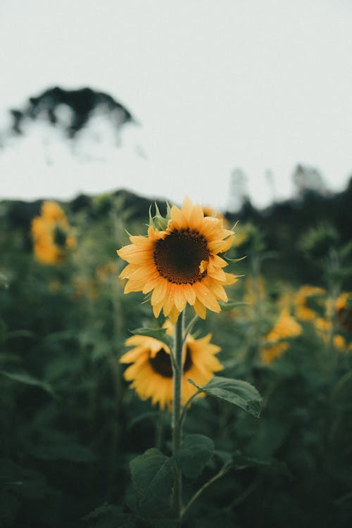 向日葵, 垂直拍攝, 夏天 的 免費圖庫相片