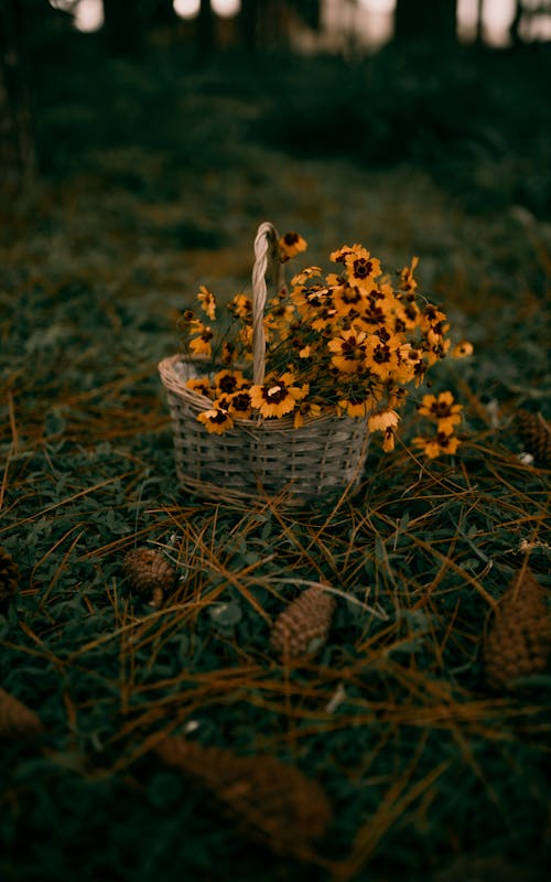 Sunflowers in a Basket 
