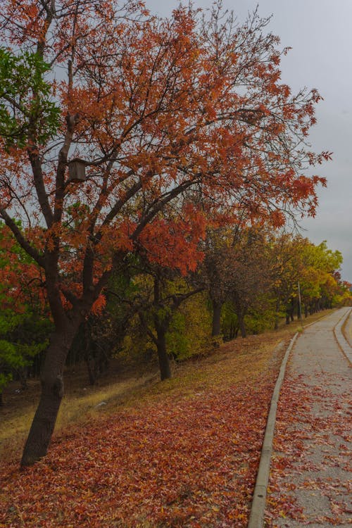 Immagine gratuita di autunno, foglie cadute, foglie sull'albero