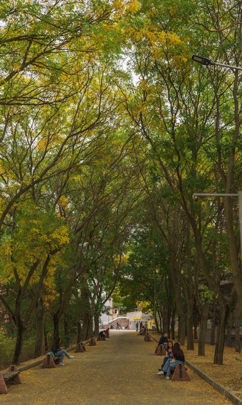 Immagine gratuita di foresta di alberi, hacettepe, passerella di legno