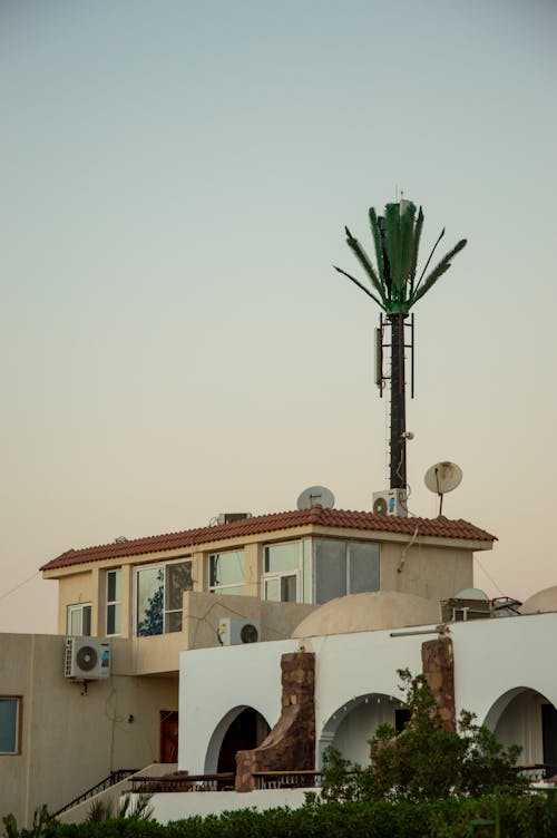 Residential Architecture and a Palm Tree at Dawn