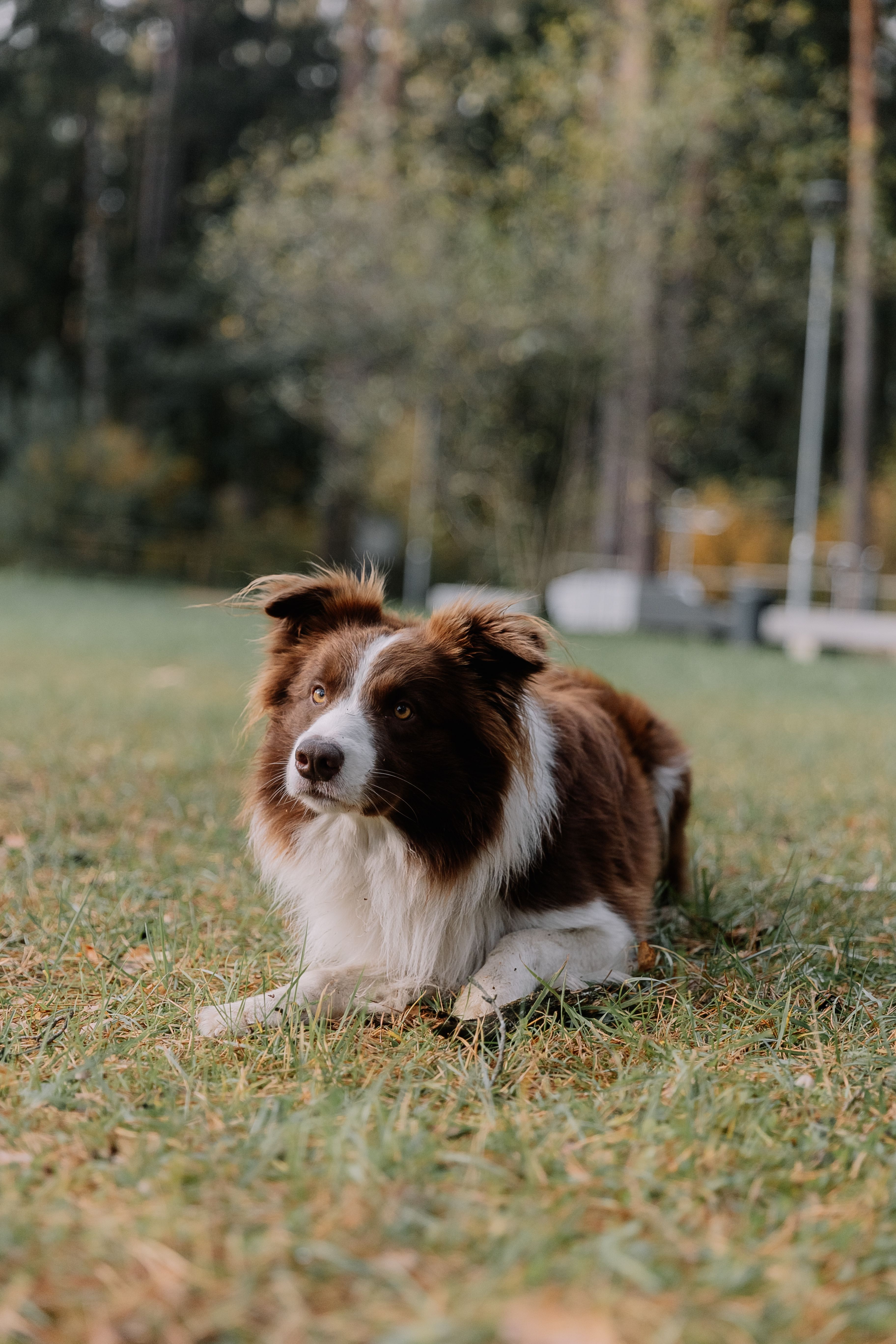 A Dog Lying on the Ground · Free Stock Photo