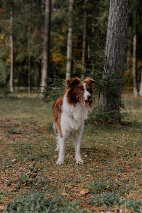 Foto profissional grátis de animal de estimação, border collie, cachorro