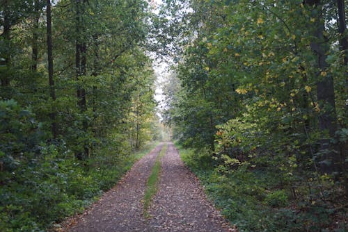 Kostenloses Stock Foto zu außerorts, blätter, feldweg