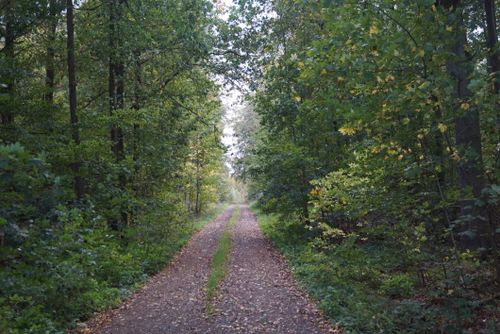Free A peaceful dirt road lined with trees in a lush green forest, creating a tranquil scene. Stock Photo