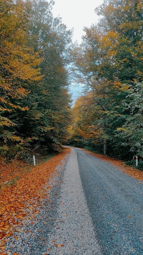 Country Road in Coniferous Forest in Autumn