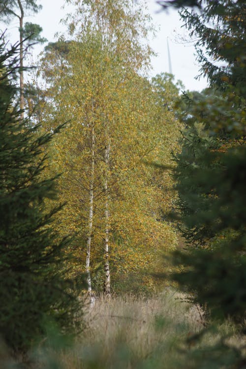 Birches with Yellowing Autumn Leaves
