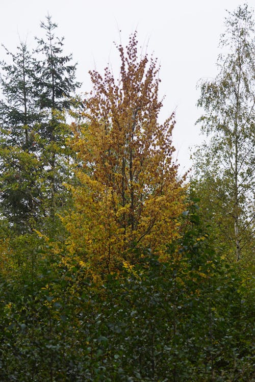 Tree with Yellow Autumn Leaves Among Green Shrubs