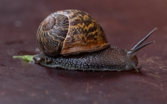 Detailed close-up of a garden snail (Cornu aspersum) crawling on a red surface.