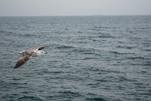 Great Black-Backed Gull Flying over Black Sea