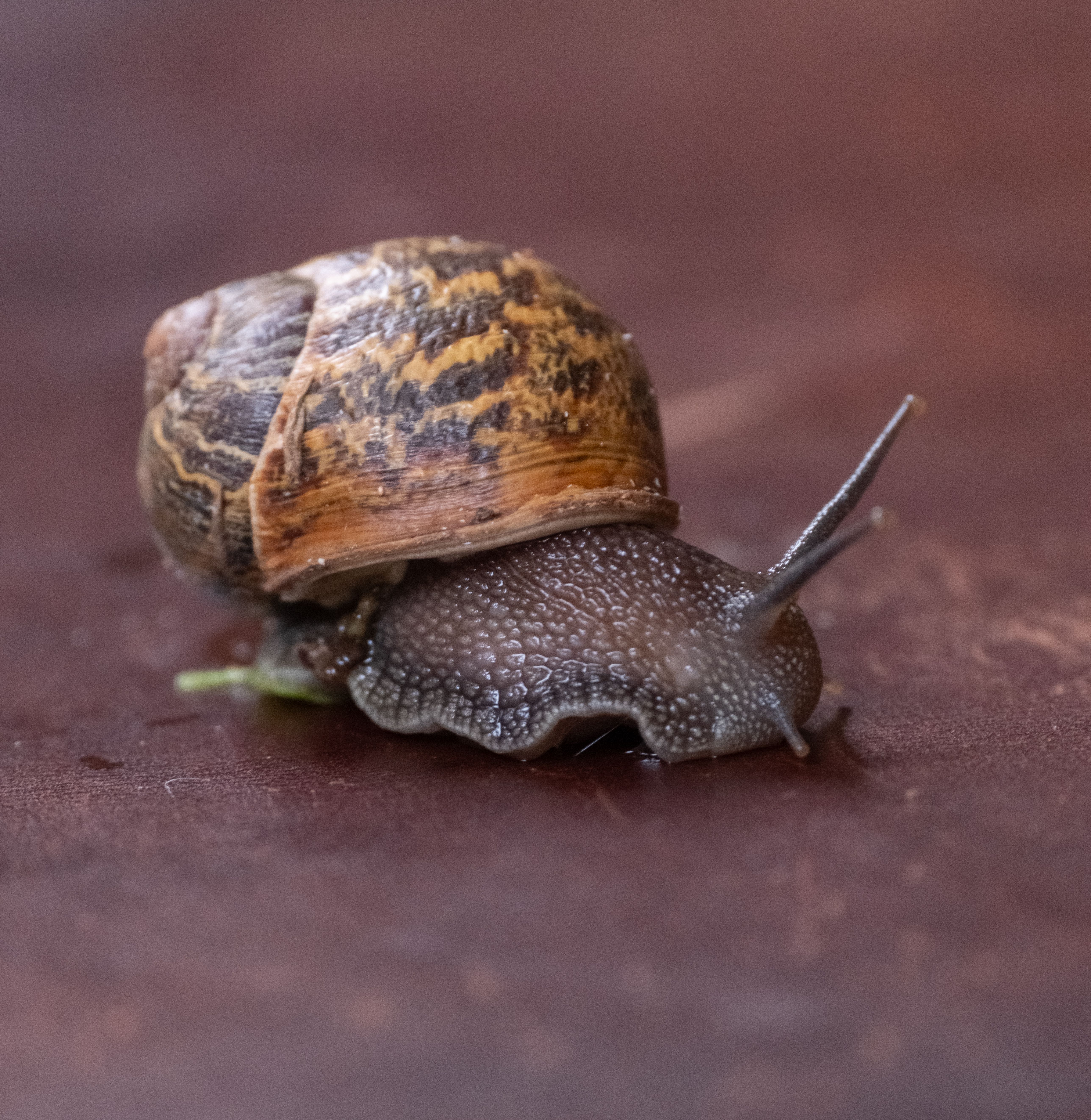Snail Close Up · Free Stock Photo