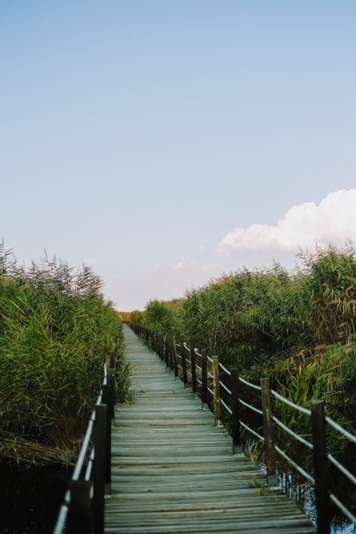 Free A tranquil wooden pathway leading through dense reeds, perfect for nature walks. Stock Photo