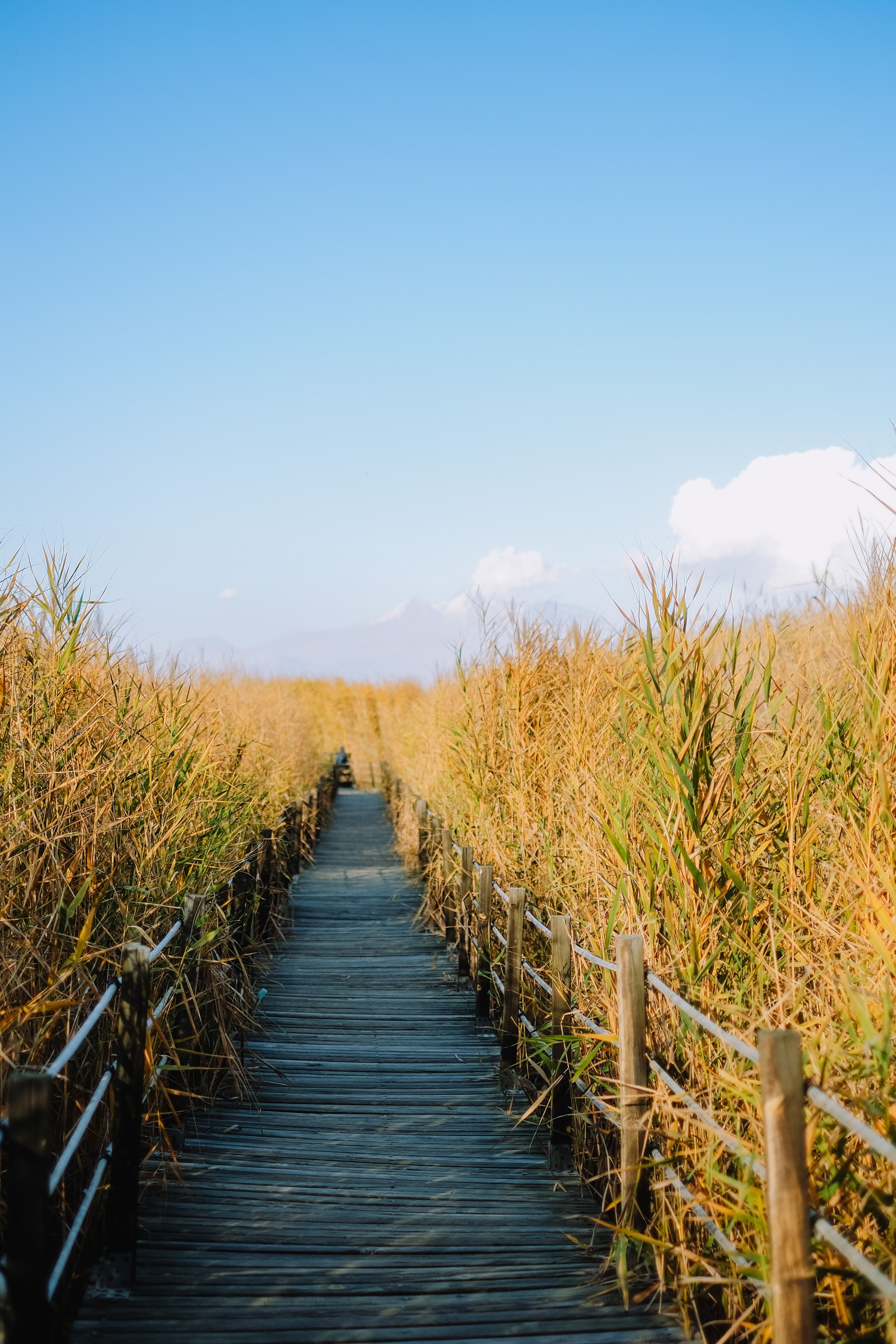 A Footpath in a Field · Free Stock Photo
