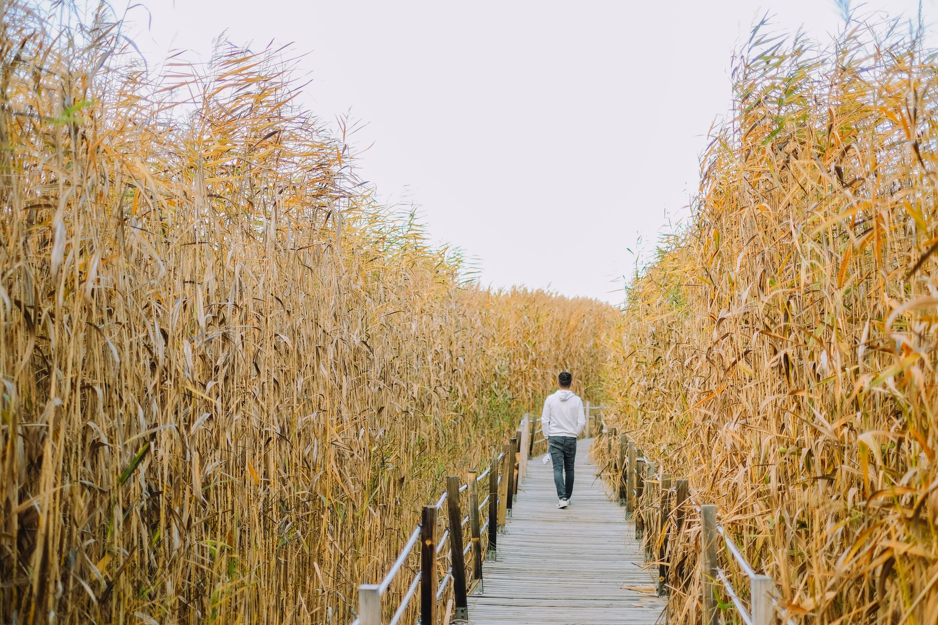 A man walks along a wooden boardwalk surrounded by autumn foliage. Tranquility in nature.