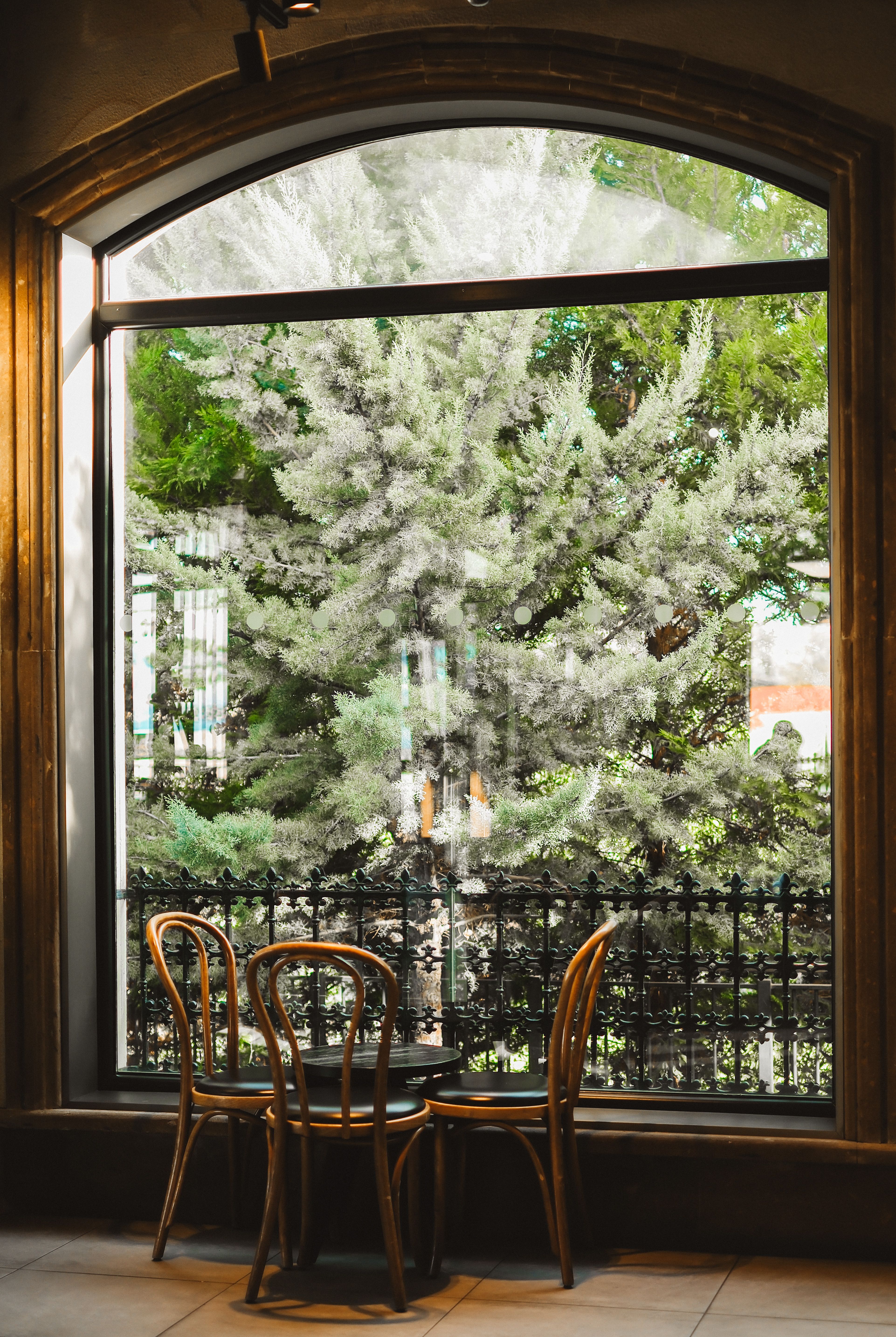 Trees Seen Thorugh Large Window of Cafe · Free Stock Photo