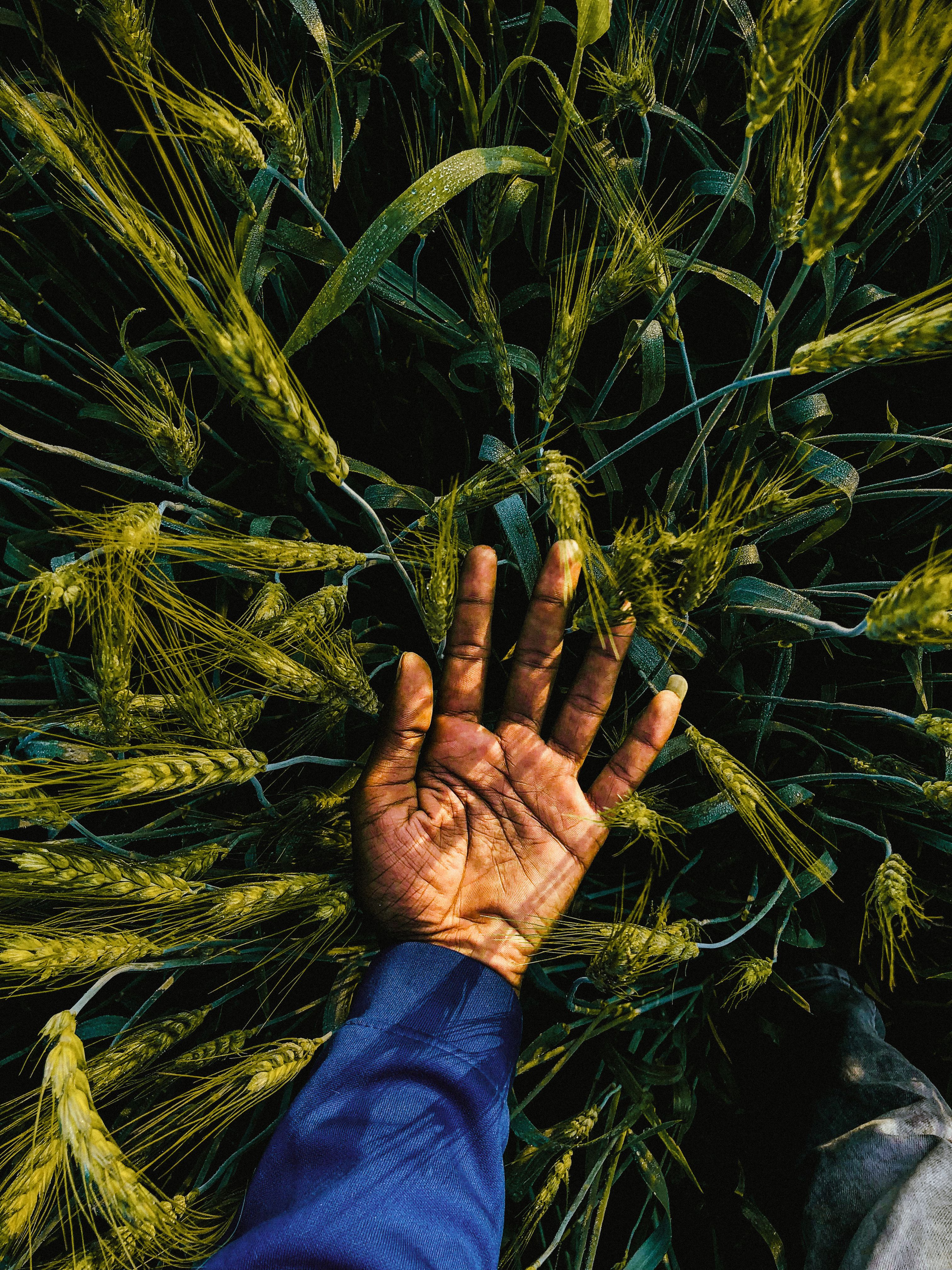 How Five Biopesticide Giants Are Capturing the Sustainable Agriculture Boom
