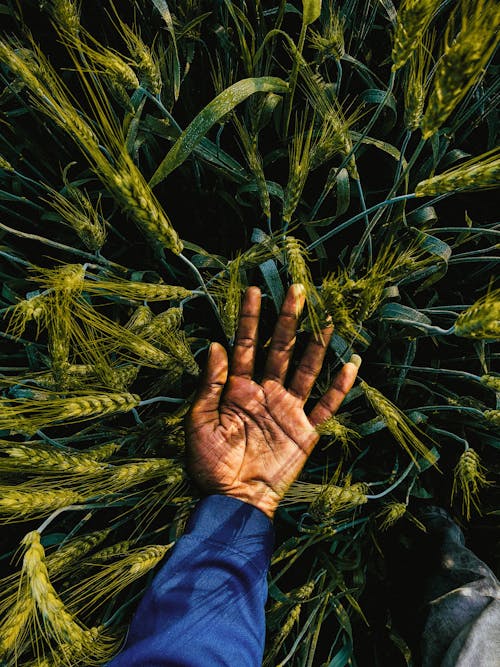Hand Among Green Ears of Grain in Field