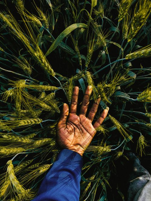 Free A farmer's hand gently touching the lush wheat stalks in a field, showcasing agriculture in India. Stock Photo